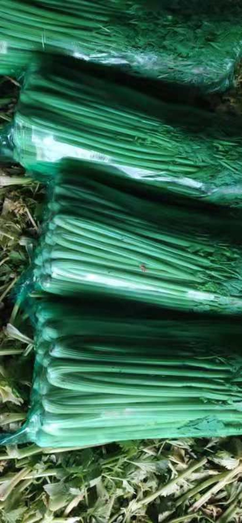 芹菜专业芹菜供应同价格比质量同质量比价格