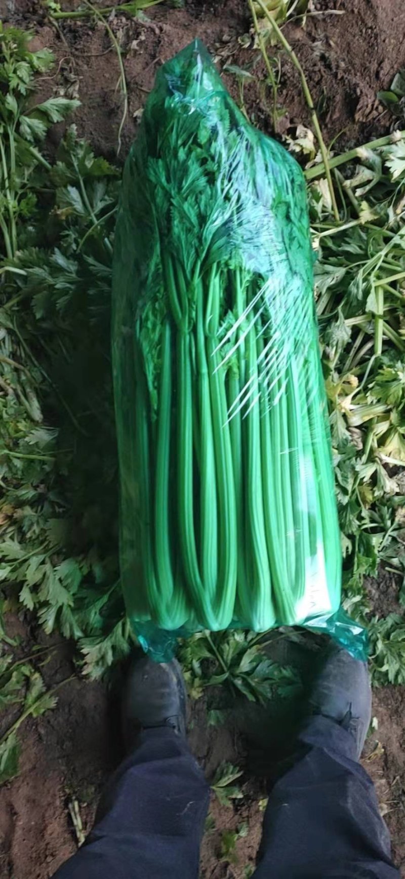 芹菜专业芹菜供应同价格比质量同质量比价格