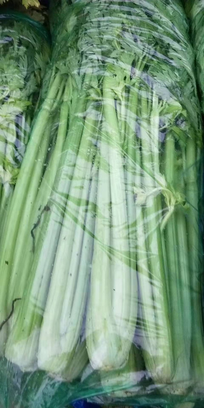 芹菜专业芹菜供应同价格比质量同质量比价格