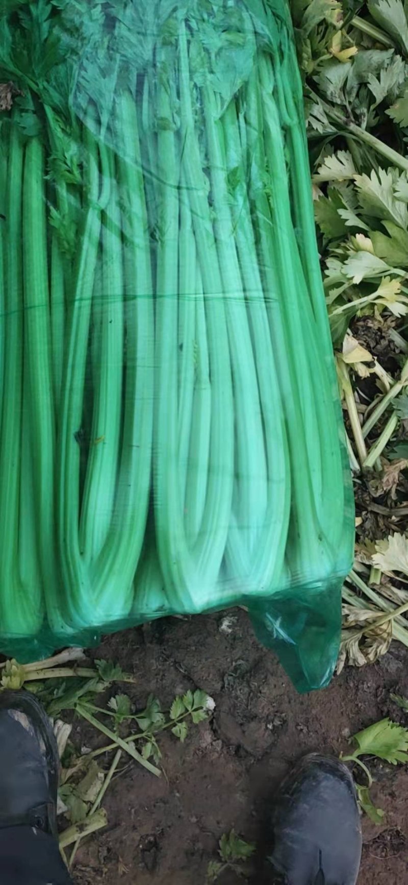 芹菜专业芹菜供应同价格比质量同质量比价格