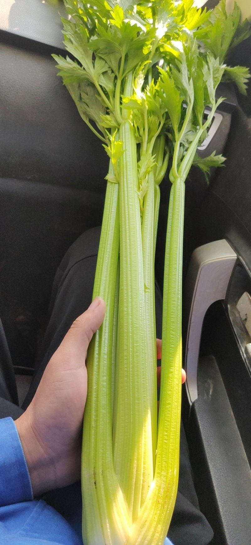 芹菜专业芹菜供应同价格比质量同质量比价格