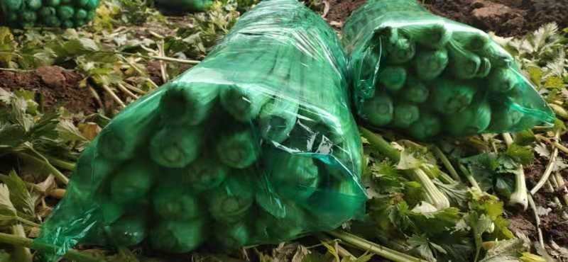 芹菜专业芹菜供应同价格比质量同质量比价格