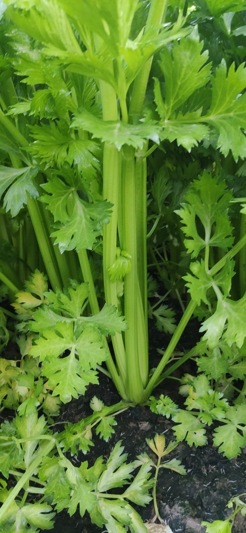 芹菜专业芹菜供应同价格比质量同质量比价格