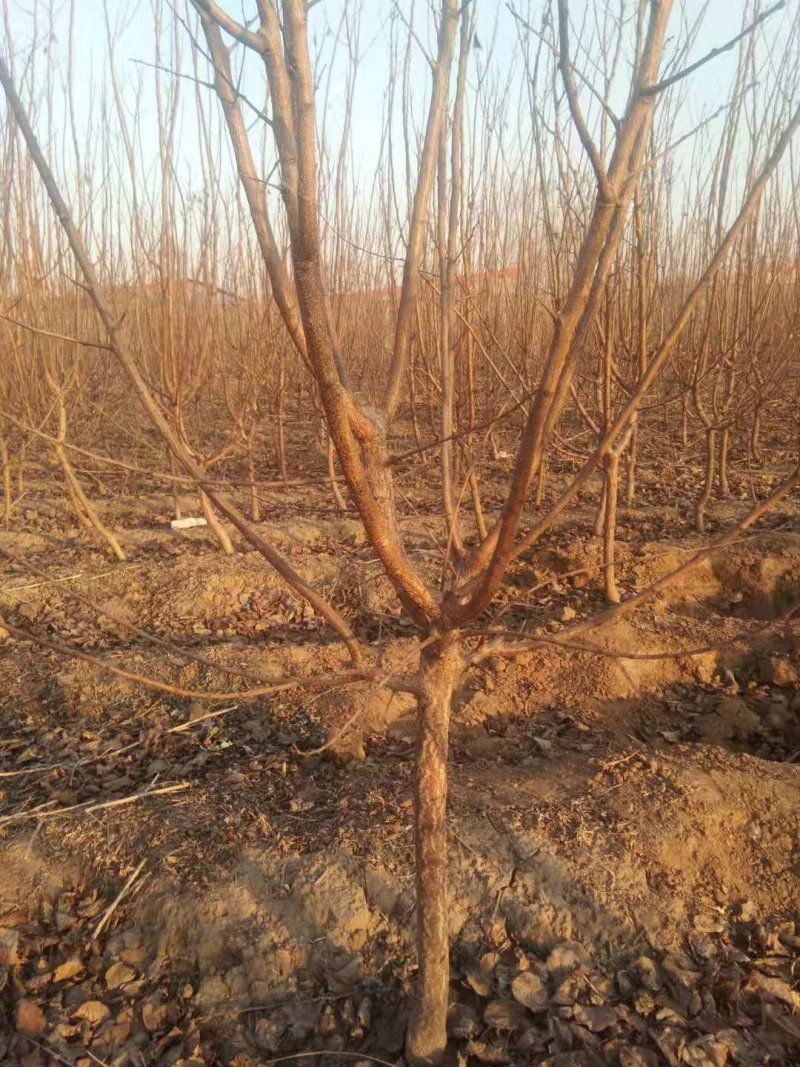 自家苗圃种植杏树苗品种齐全