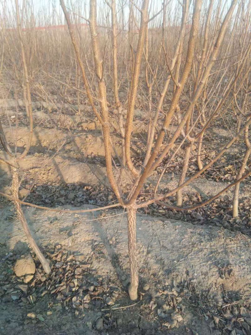 自家苗圃种植杏树苗品种齐全