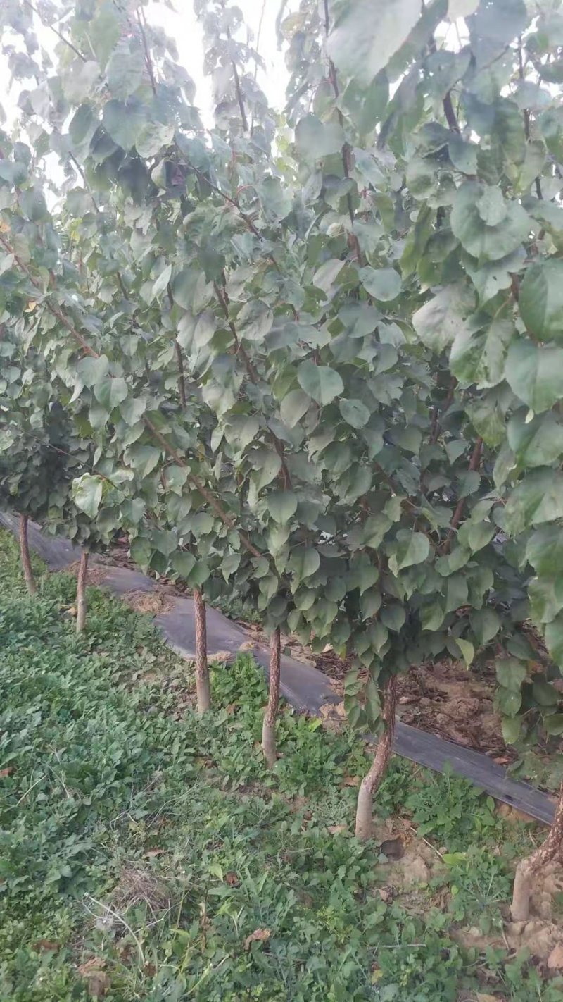 自家苗圃种植杏树苗品种齐全