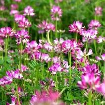 紫云英种子红花草食用野菜养蜂蜜源绿肥牧草植物种子