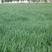 燕麦种子边锋燕麦牧草种子高产量饲料高营养热卖春秋季种植