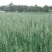 燕麦种子边锋燕麦牧草种子高产量饲料高营养热卖春秋季种植