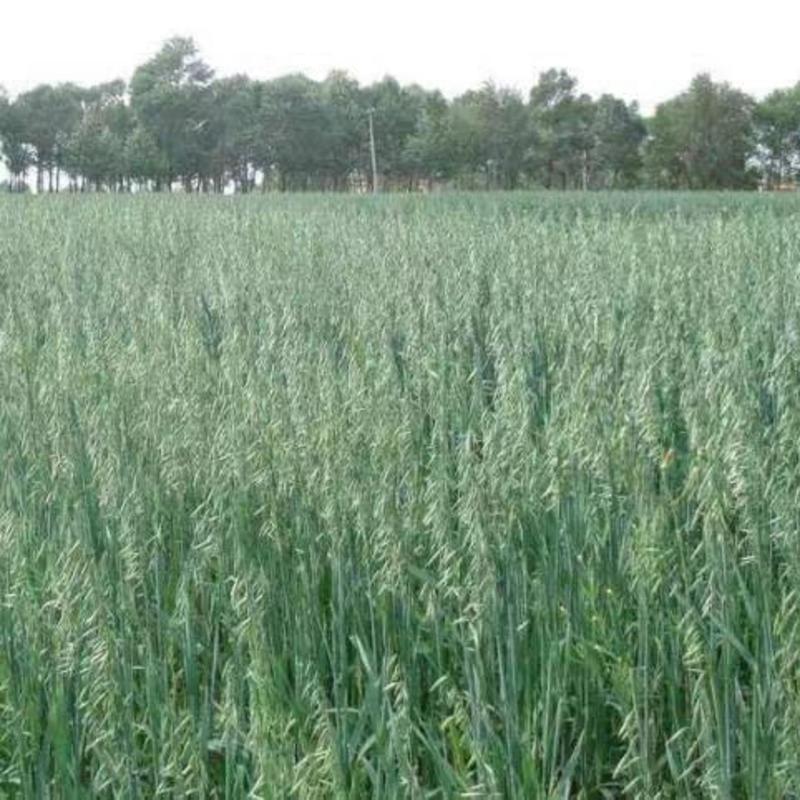 燕麦种子边锋燕麦牧草种子高产量饲料高营养热卖春秋季种植