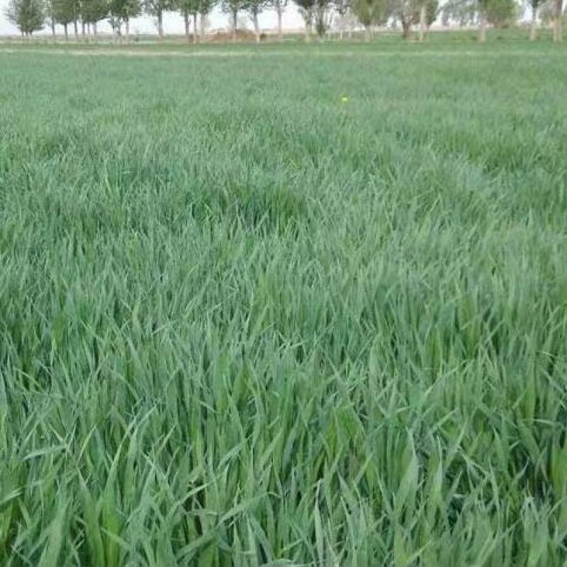 燕麦种子边锋燕麦牧草种子高产量饲料高营养热卖春秋季种植