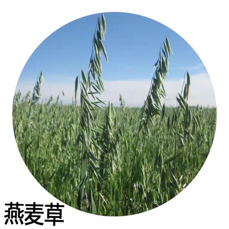 燕麦种子边锋燕麦牧草种子高产量饲料高营养热卖春秋季种植