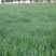 燕麦种子边锋燕麦牧草种子高产量饲料高营养热卖春秋季种植