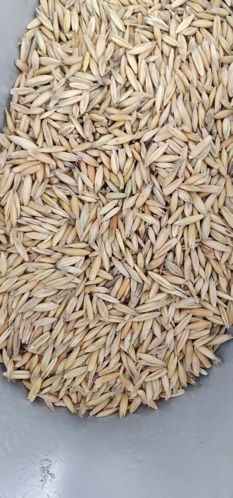 燕麦种子边锋燕麦牧草种子高产量饲料高营养热卖春秋季种植