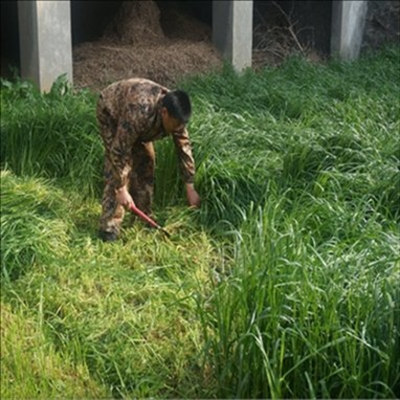 进口耐寒牧草种子多年生黑麦草种子四季常青鸡鸭鹅猪牛羊鱼草