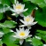 庭院池塘水池鱼缸水生睡莲水培植物水养四季大睡莲