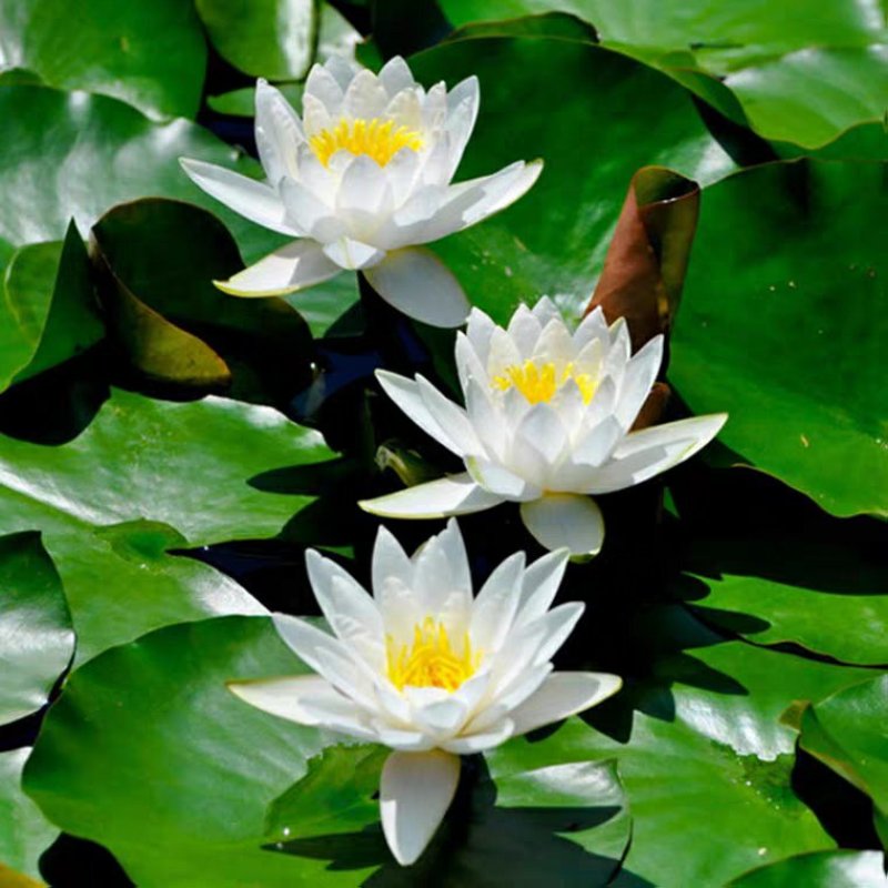 庭院池塘水池鱼缸水生睡莲水培植物水养四季大睡莲