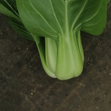 上海青小油菜