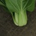 上海青小油菜