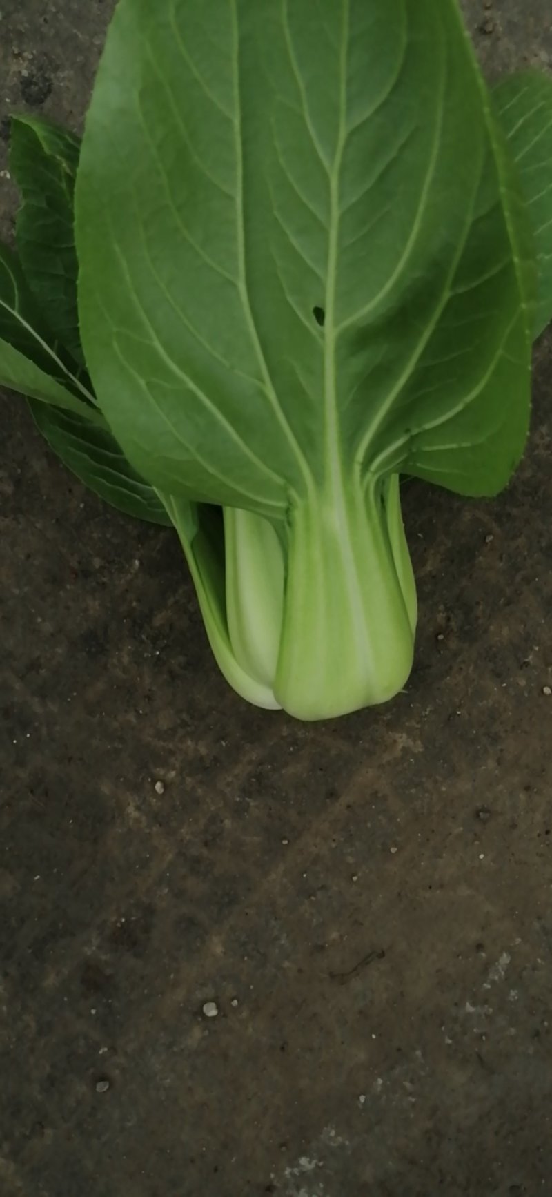 上海青小油菜