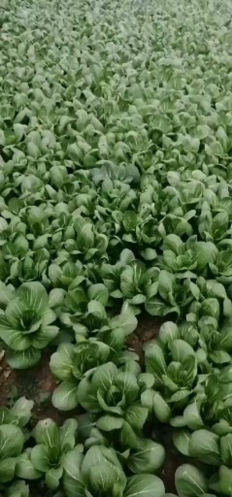 上海青小油菜