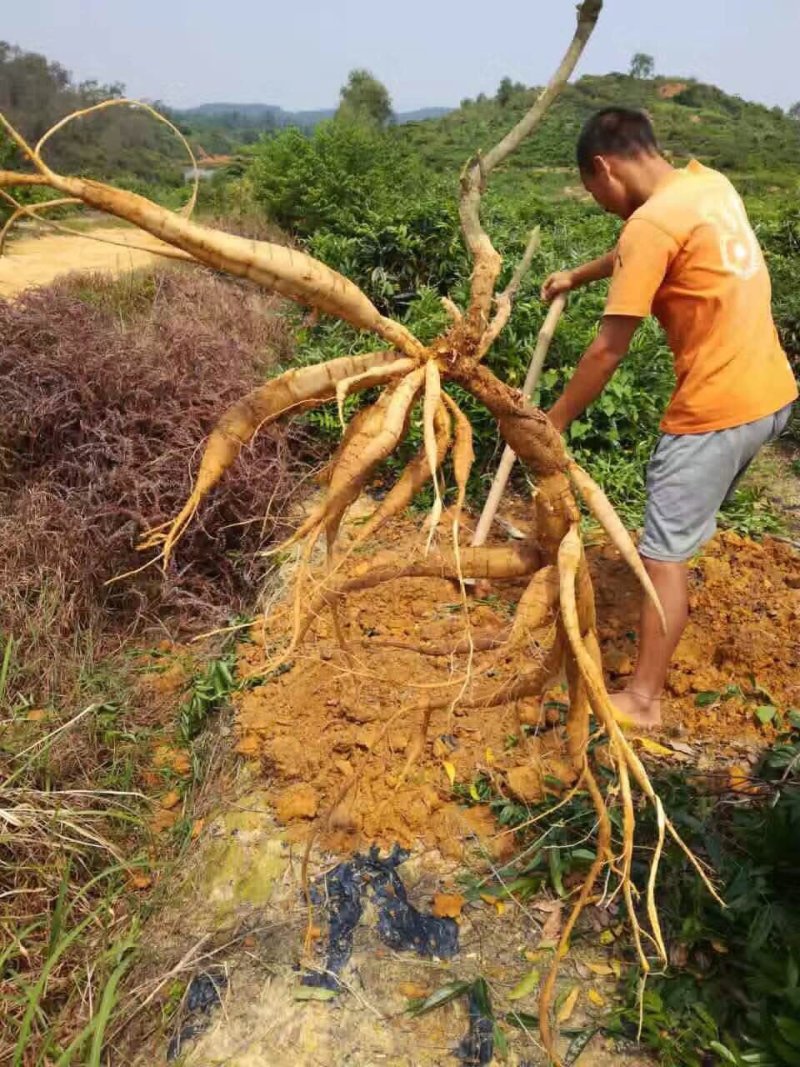 野藤牛大力