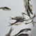 武昌鱼三角鳊鱼抗病力强鱼苗已训食料全国发货
