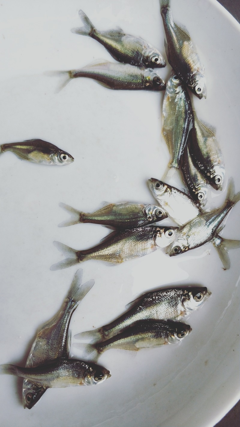 武昌鱼三角鳊鱼抗病力强鱼苗已训食料全国发货