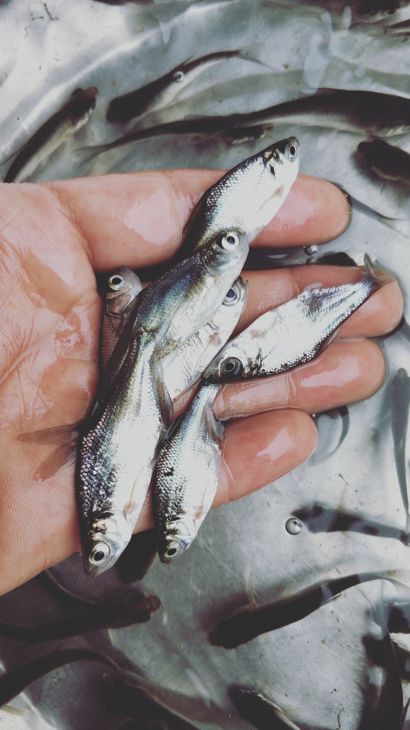 武昌鱼三角鳊鱼抗病力强鱼苗已训食料全国发货