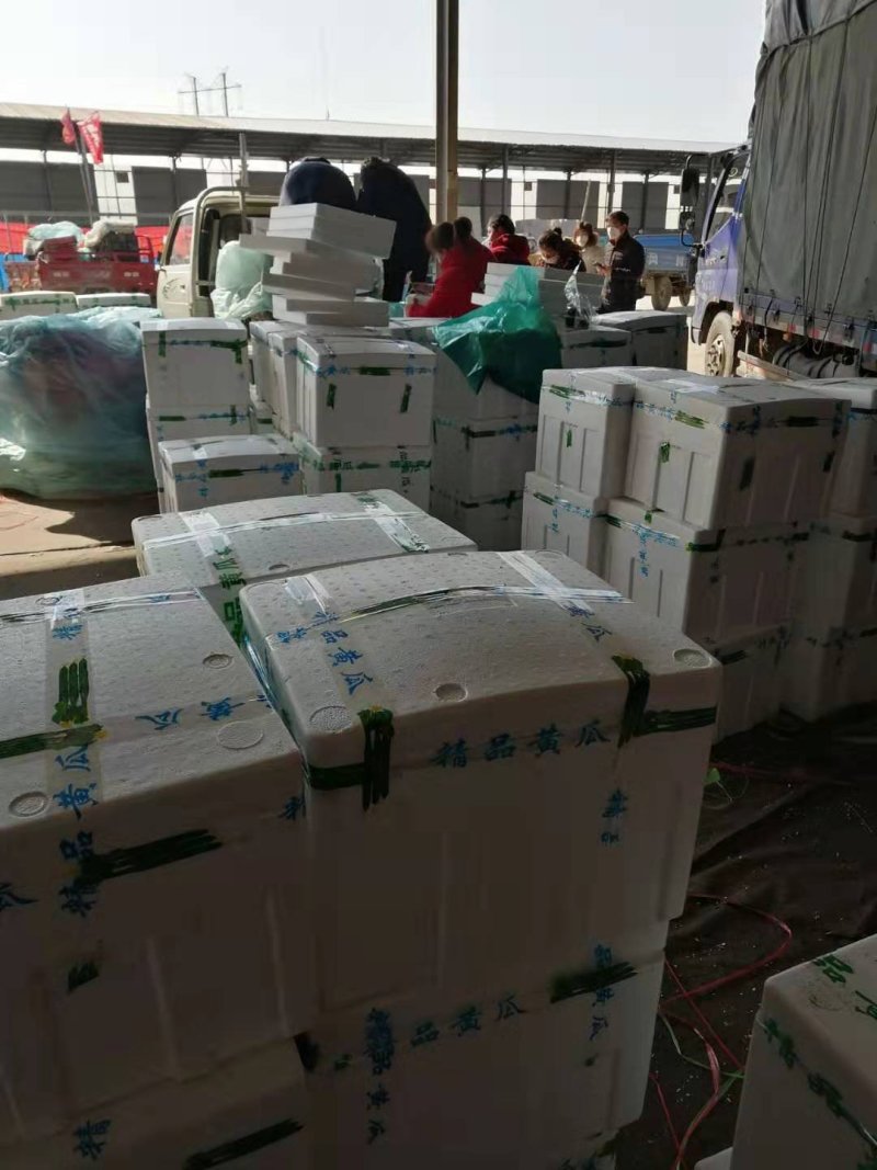 山东兰陵黄瓜上市中，质量优货量大，产地直销一条龙服务
