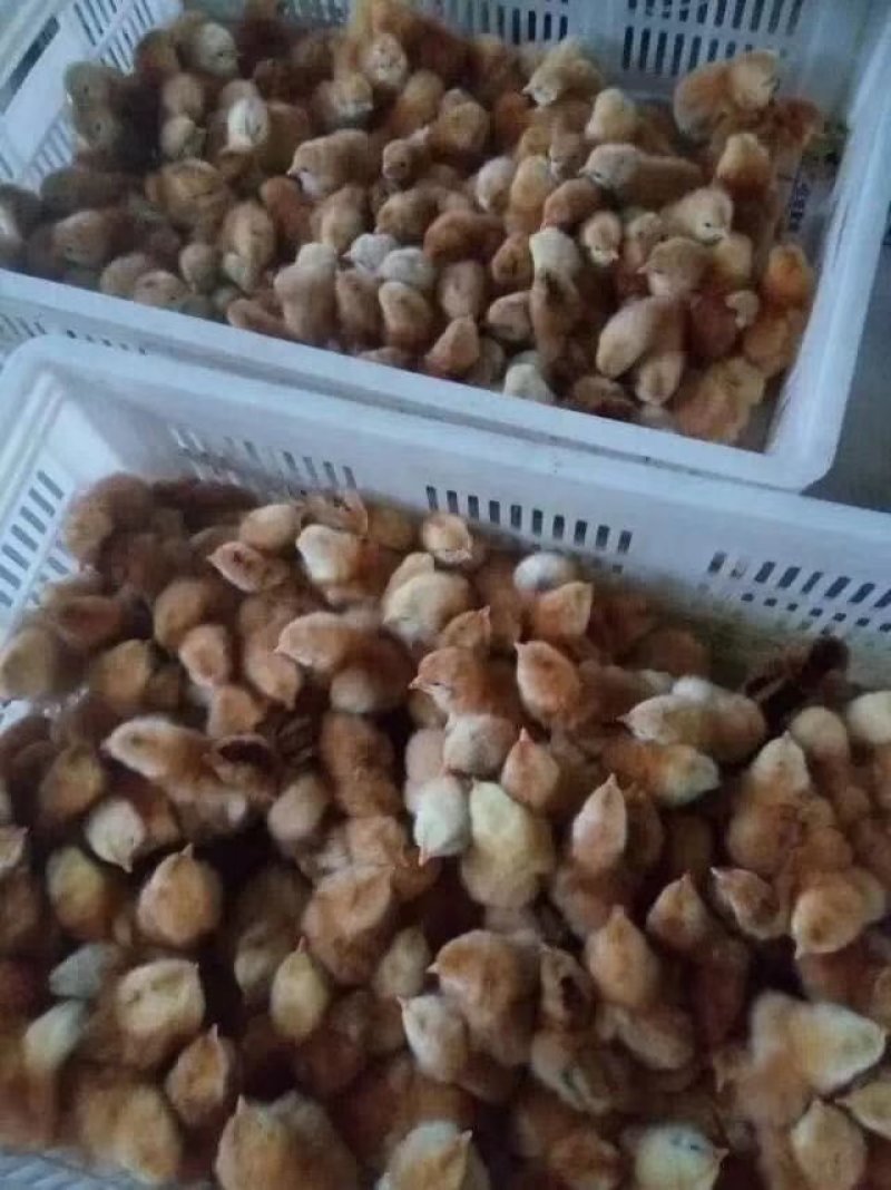 鸡活体苗五黑鸡三黄鸡麻鸡肉鸡蛋鸡小鸡幼苗九斤红公土鸡家养