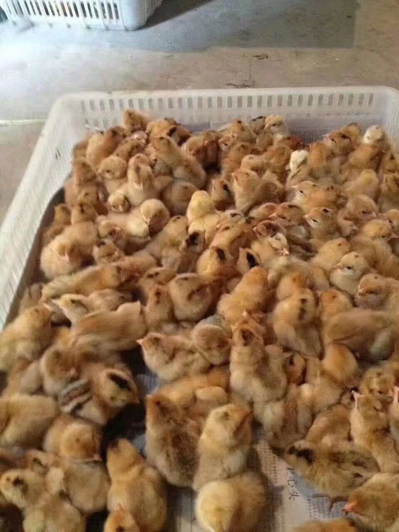 鸡活体苗五黑鸡三黄鸡麻鸡肉鸡蛋鸡小鸡幼苗九斤红公土鸡家养