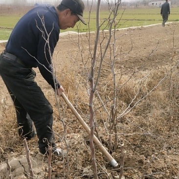 大量出售嫁接各品种枣树种苗，品种齐全，纯正，技术指导常年