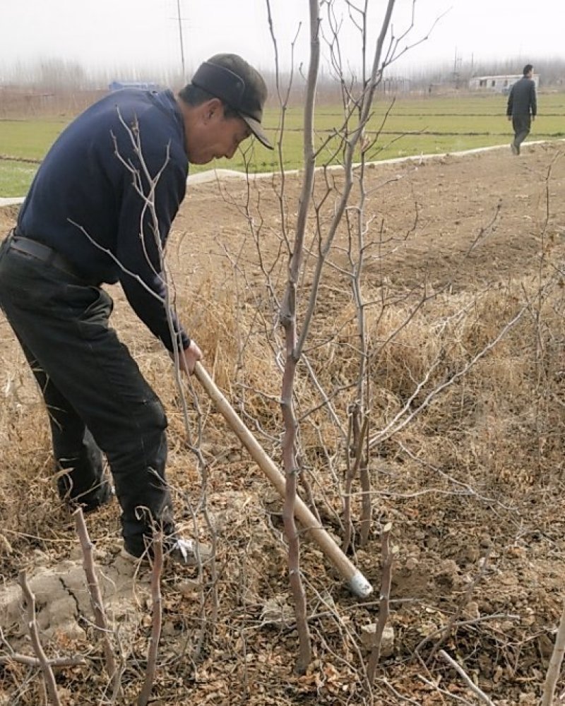大量出售嫁接各品种枣树种苗，品种齐全，纯正，技术指导常年