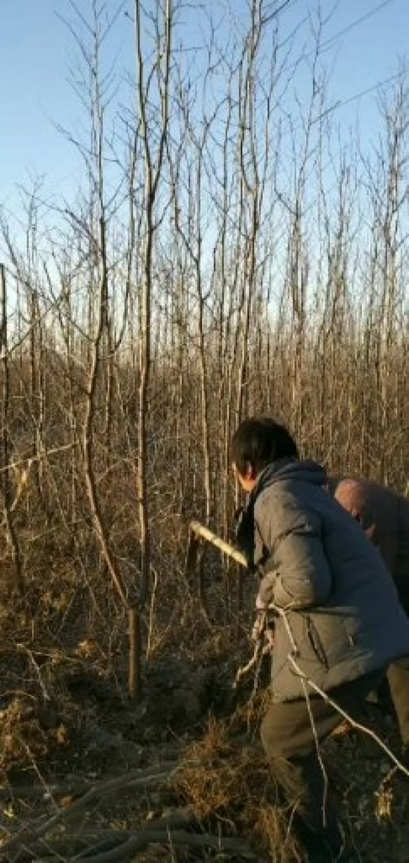 大量出售嫁接各品种枣树种苗，品种齐全，纯正，技术指导常年