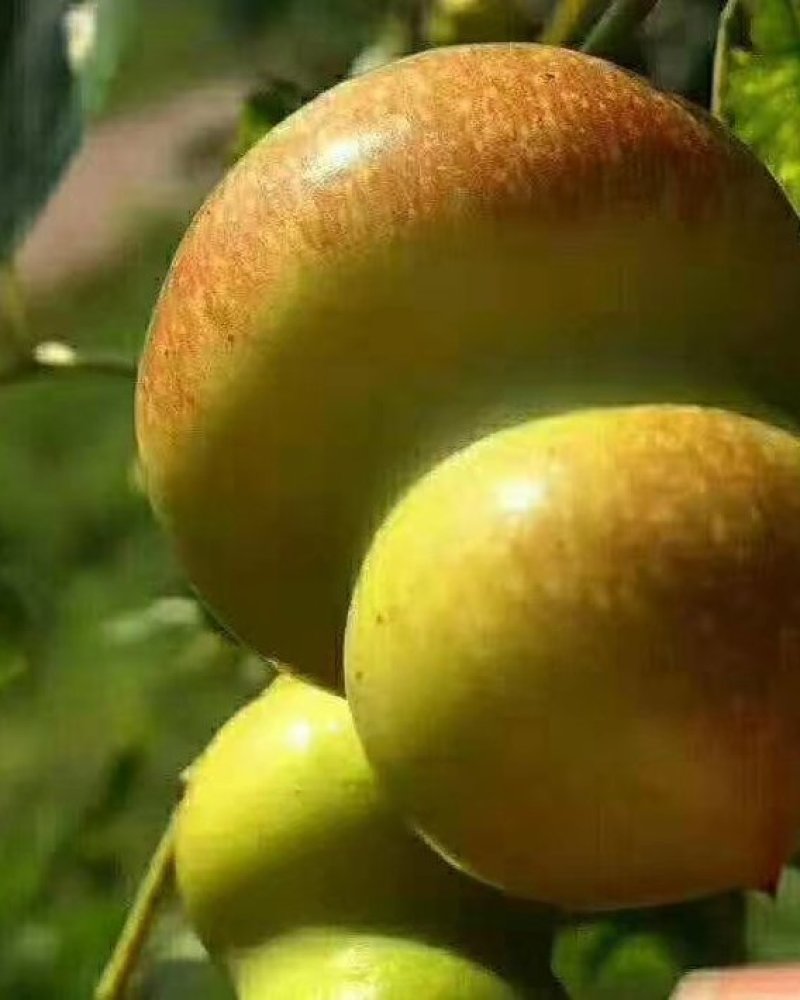 大量出售嫁接各品种枣树种苗，品种齐全，纯正，技术指导常年