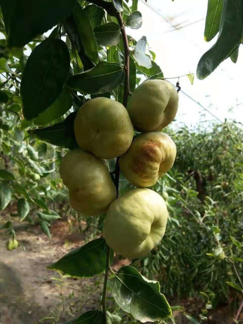 大量出售嫁接各品种枣树种苗，品种齐全，纯正，技术指导常年
