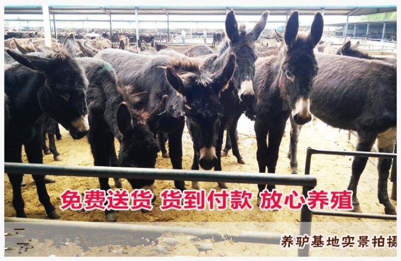 湘西黄牛厂家直销价格优惠送技术