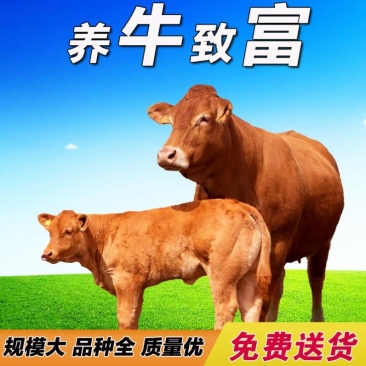南阳黄牛厂家直销自由挑选价格优惠货到付款