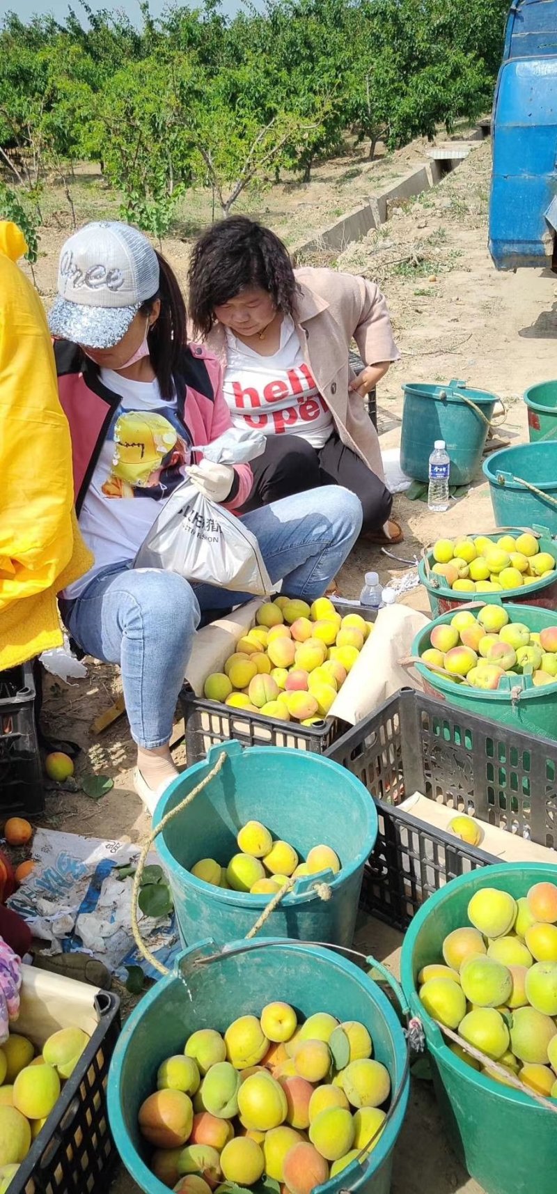 金太阳杏，丰园红杏，凯特杏，珍珠油杏，金寿杏产地合作社
