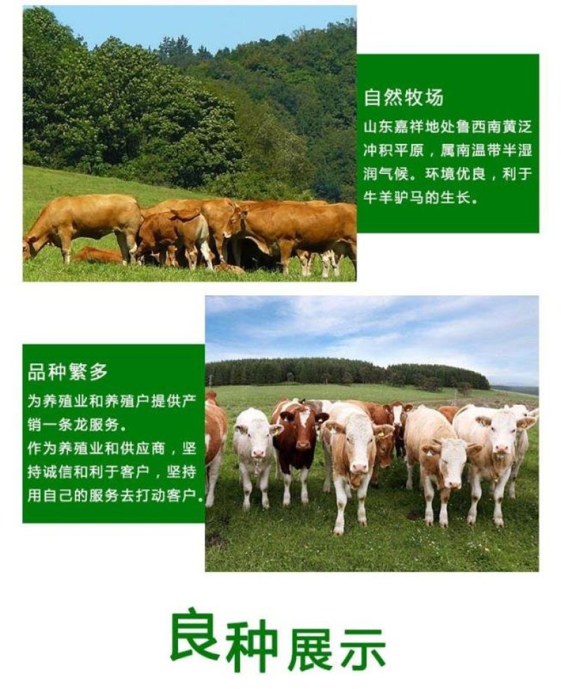 晋南黄牛厂家直销价格优惠自繁自养送货上门