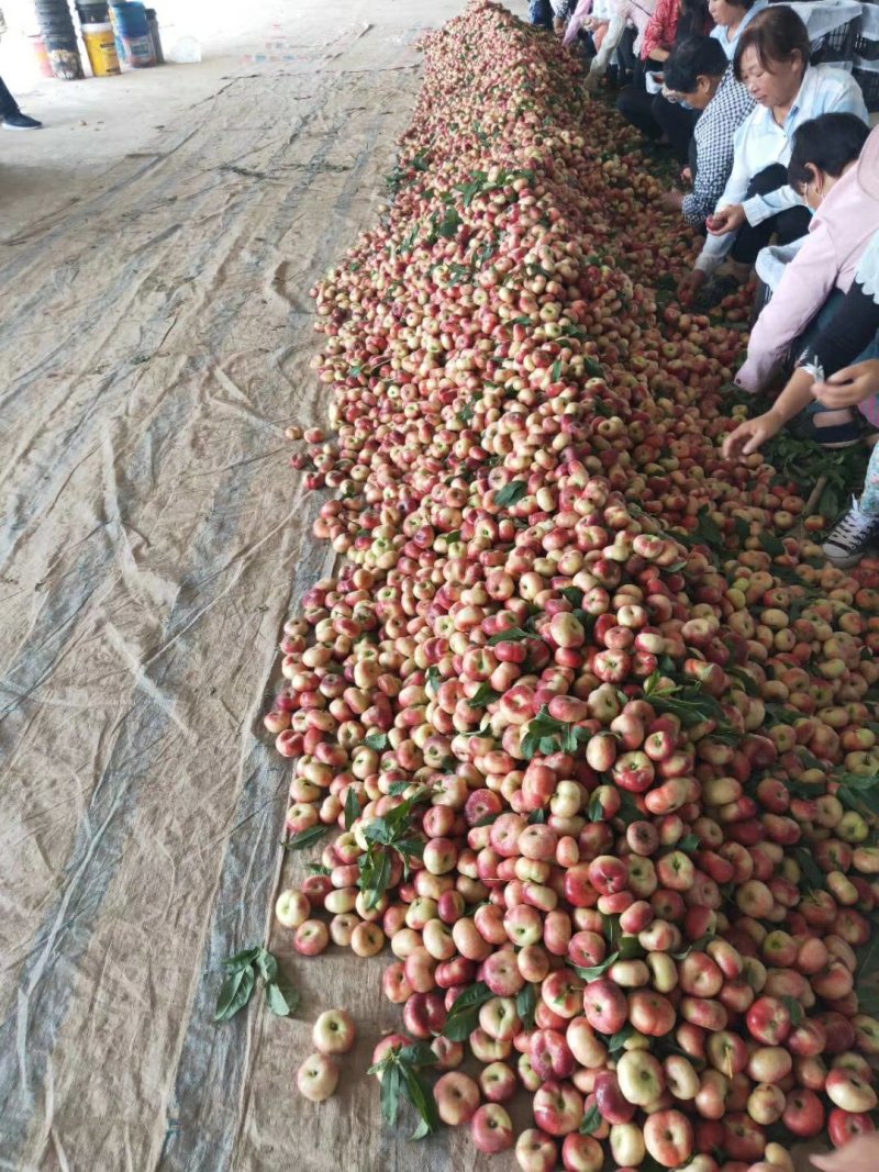 大棚油蟠桃种植基地，36-3油蟠桃批发，温室油蟠桃代办