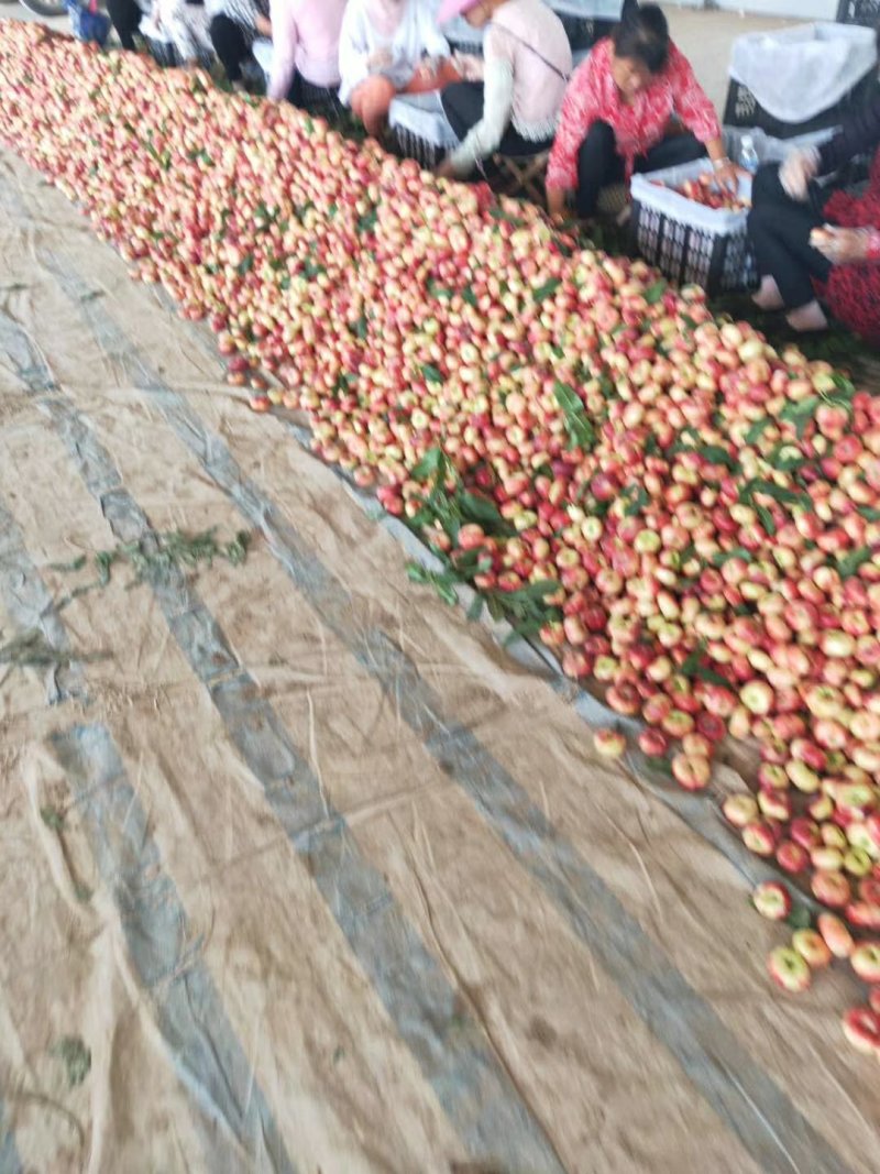 大棚油蟠桃种植基地，36-3油蟠桃批发，温室油蟠桃代办