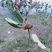 现有4年八月苗6年挂果藤，可药用可移栽，量大从优清地处