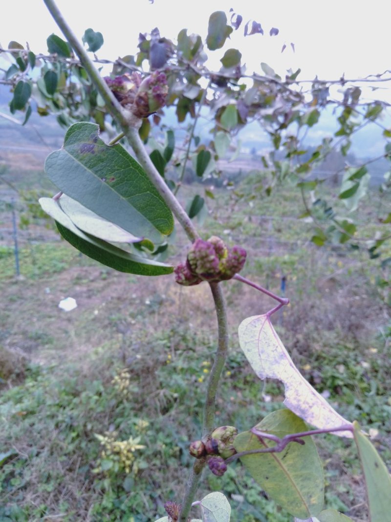 现有4年八月苗6年挂果藤，可药用可移栽，量大从优清地处