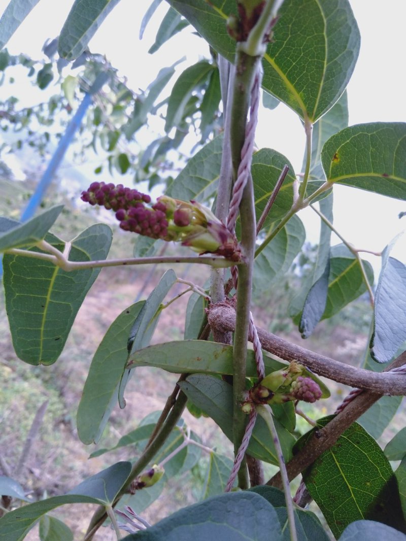 现有4年八月苗6年挂果藤，可药用可移栽，量大从优清地处