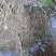 现有4年八月苗6年挂果藤，可药用可移栽，量大从优清地处