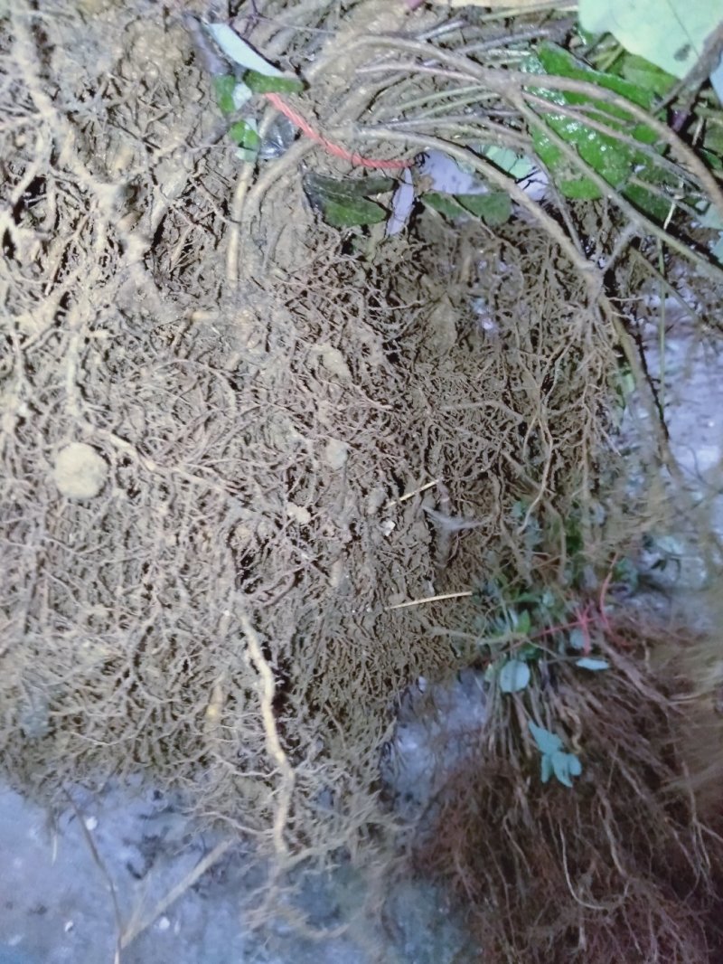现有4年八月苗6年挂果藤，可药用可移栽，量大从优清地处