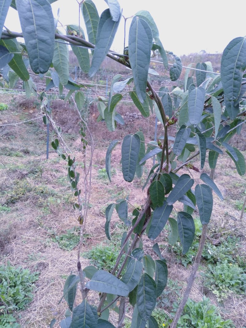 现有4年八月苗6年挂果藤，可药用可移栽，量大从优清地处