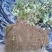 现有4年八月苗6年挂果藤，可药用可移栽，量大从优清地处